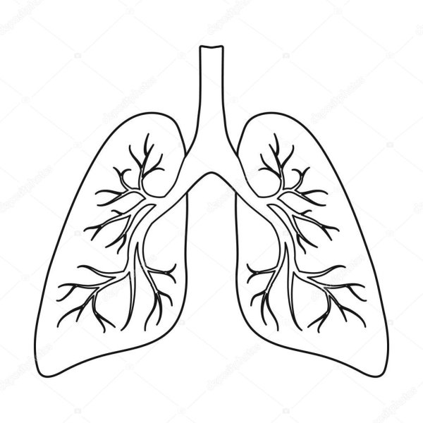Контур легких человека