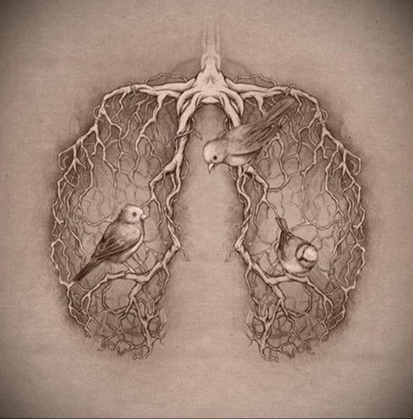 Легкие человека карандашом