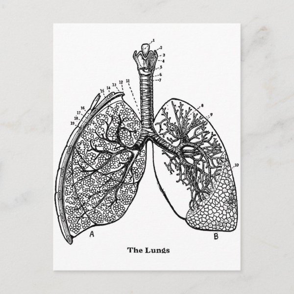 Раскраска лёгкие человека