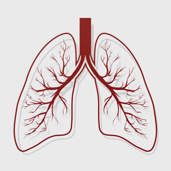 Рисунок легких человека