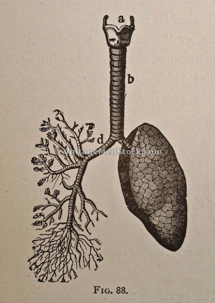 Раскраска лёгкие человека