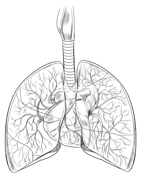 Раскраска лёгкие человека