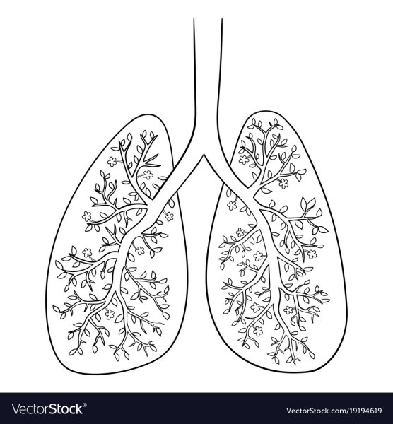 Контур лёгких человека
