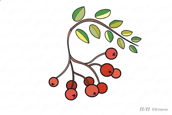 Ветки рябины для рисования карандаш