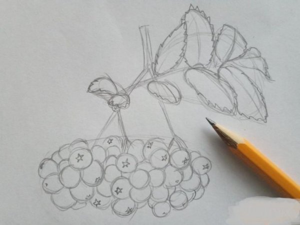 Рисуем кисть рябины