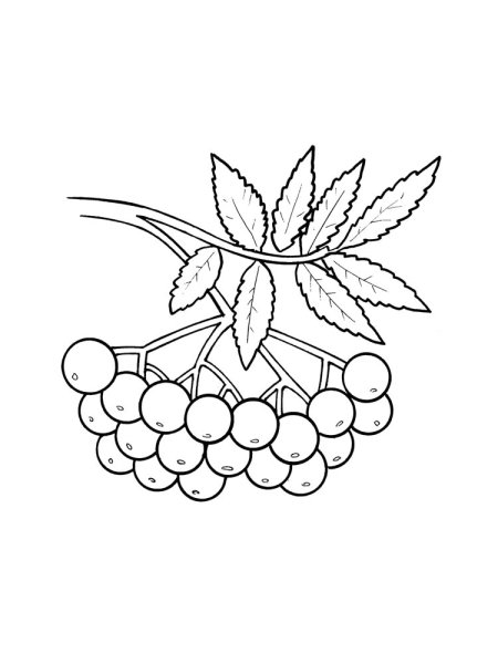 Ветка рябины рисунок