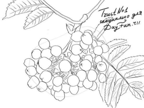 Ветка калины рисунок