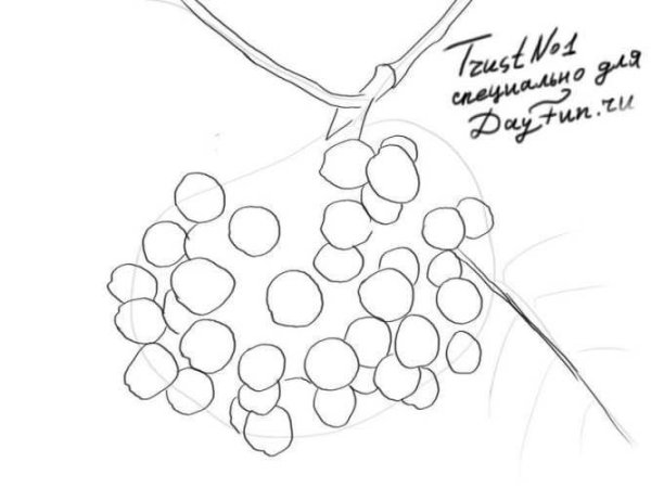 Веточка рябины без ягод