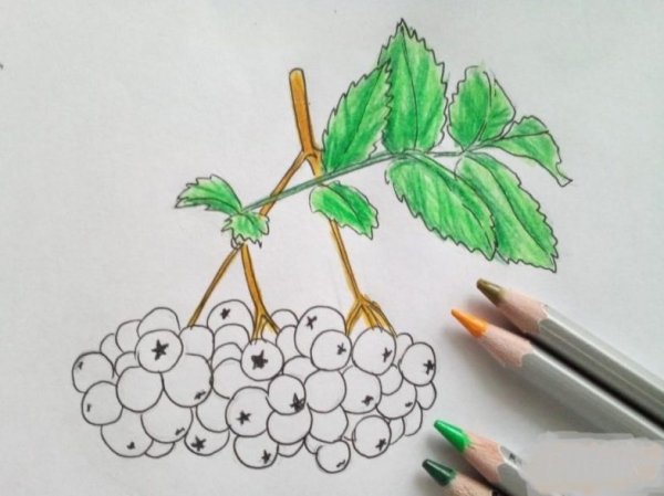 Рисование ягод рябины