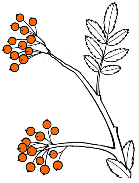 Раскраска рябина ветка для малышей