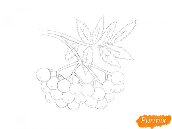 Рябина карандашом