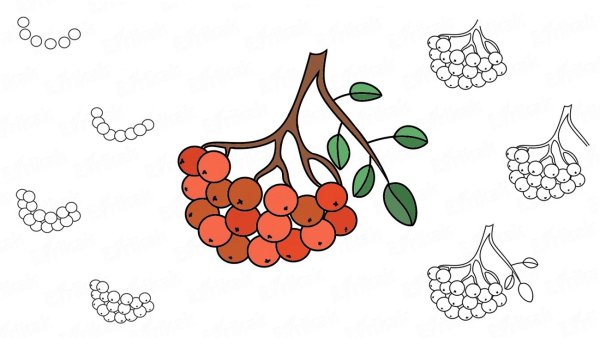 Ветка рябины рисунок для детей поэтапно
