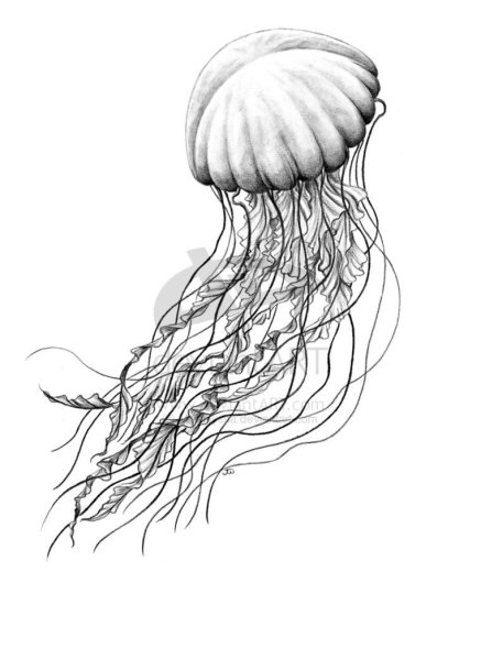 Медуза поэтапное рисование