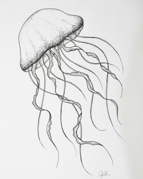 Jellyfish for colouring