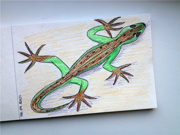 Ящерица для срисовки карандашом