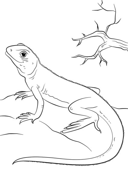 Ящерица раскраска