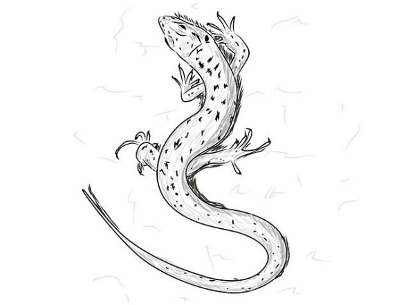 Ящерица рисунок карандашом