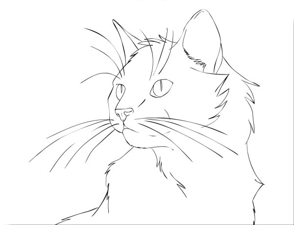 Портрет кошки раскраска
