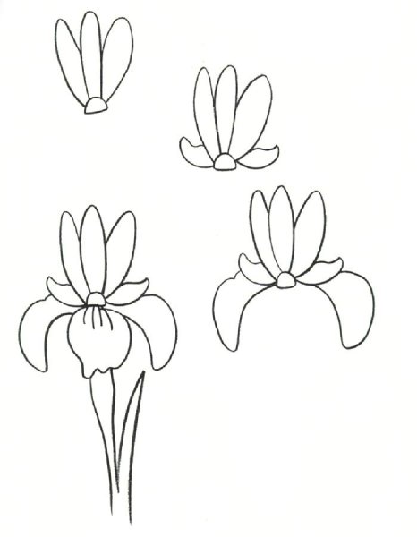 Поэтапное рисование цветов