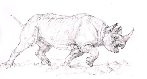 Поэтапное рисование носорога