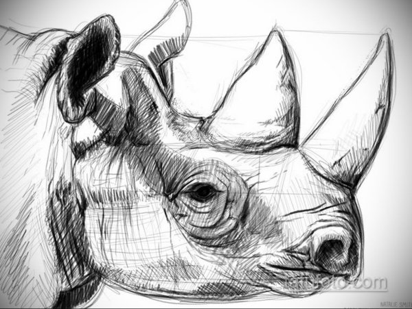 Носорог рисунок легкий