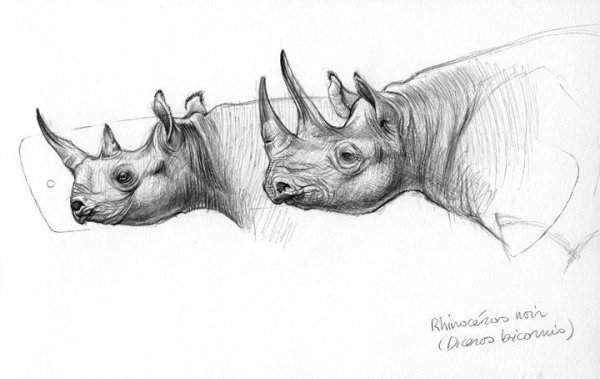 Носорог эскиз