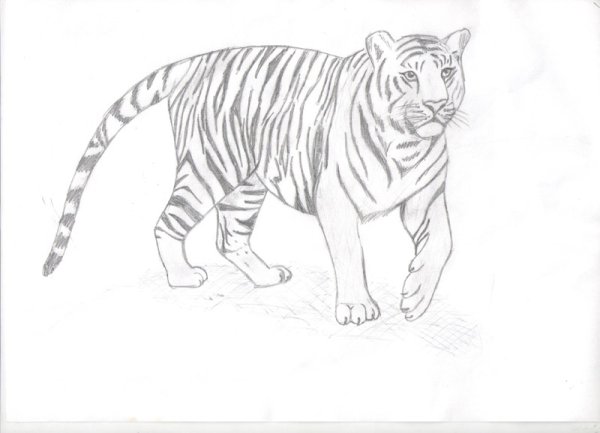 Нарисовать тигра карандашом