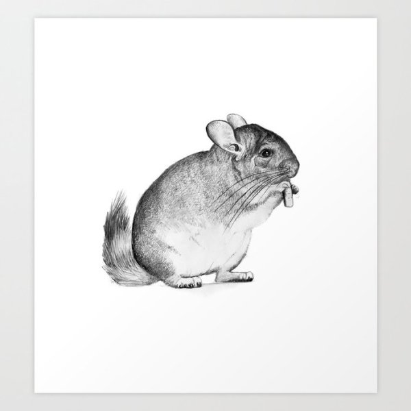 Шиншилла арт