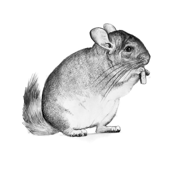 Раскраска шиншилла