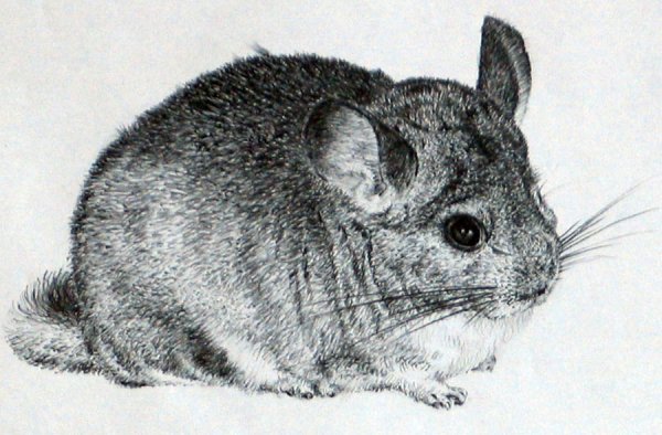 Шиншилла акварелью