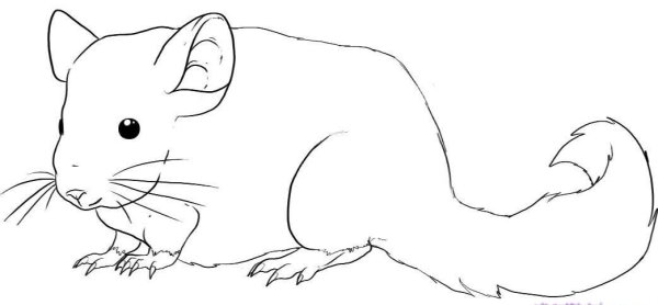 Раскраска шиншилла