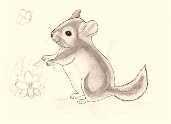 Шиншилла разукрашка шиншилла