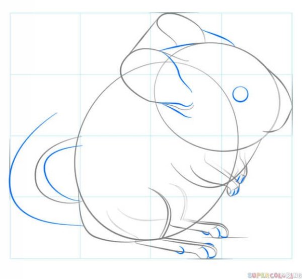 Шиншилла разукрашка шиншилла