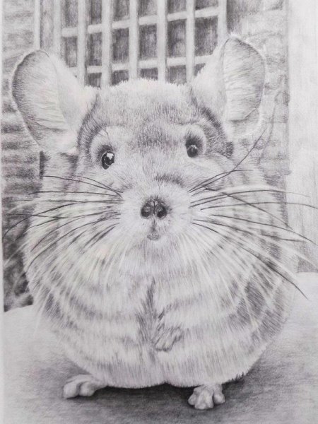 Раскраска шиншилла