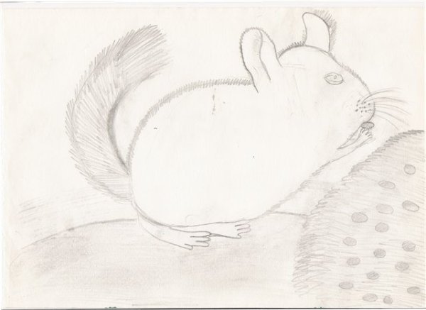 Рисунок шиншиллы для срисовки