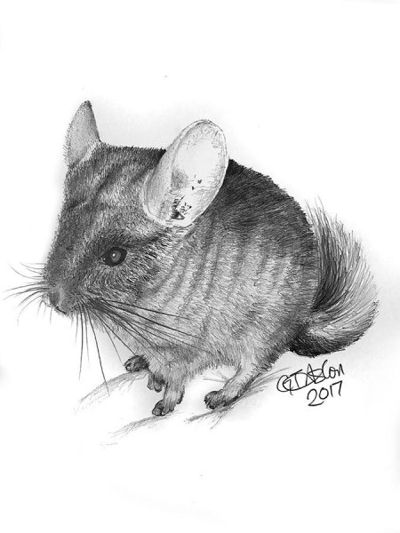 Шиншилла раскраска для детей