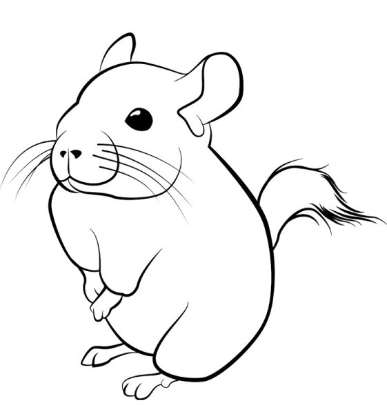 Шиншилла раскраска для детей