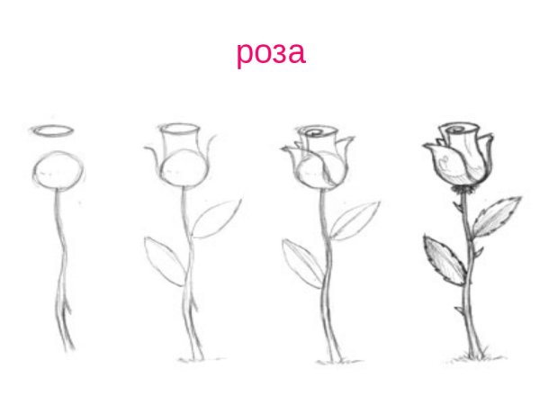 Как нарисовать розу карандашом