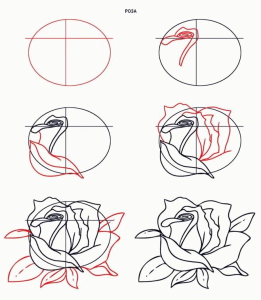 Как нарисовать розу