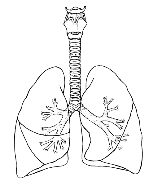 Трахея и легкие анатомия строение