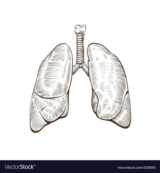 Легкие человека карандашом