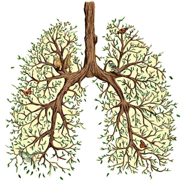 Легкие дерево