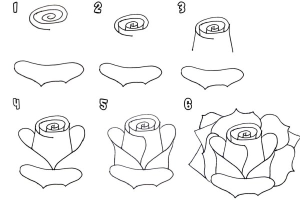 Нарисовать розу поэтапно