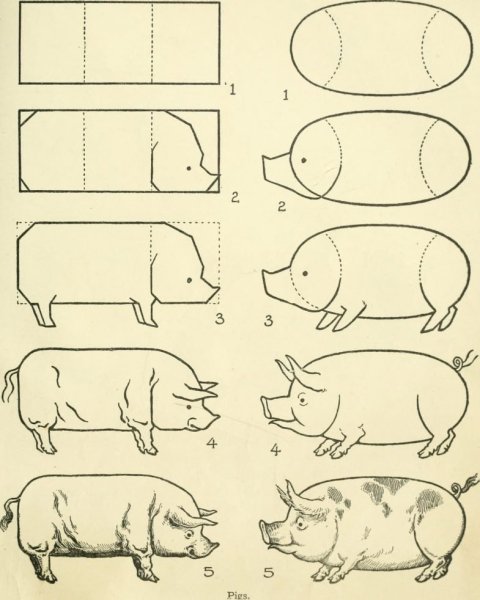 Как нарисовать свинью поэтапно
