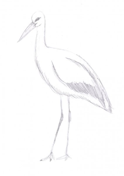 Белый Аист рисунок карандашом