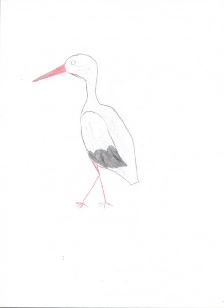 Поэтапное рисование аиста