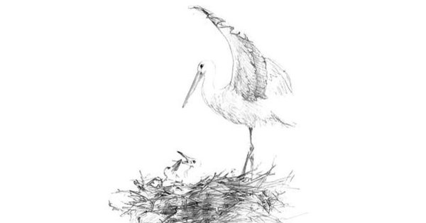 Поэтапное рисование аиста