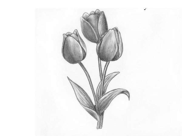 Тюльпан рисунок карандашом