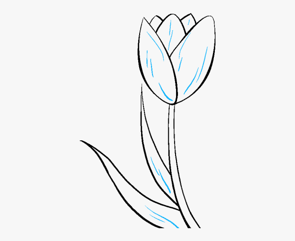 Рисование тюльпанов