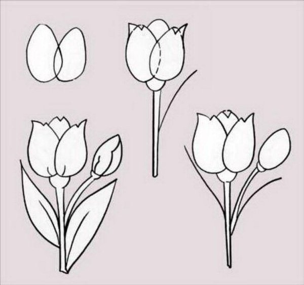 Поэтапное рисование тюльпана